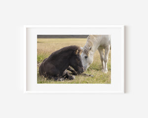 Icelandic pony foal leaning gently toward its mother, captured in a quiet moment of harmony and connection.