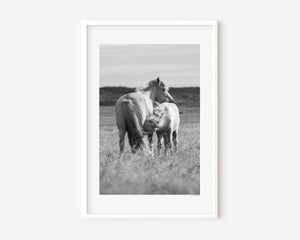 Icelandic pony mare nursing her foal in a quiet moment of care and connection.