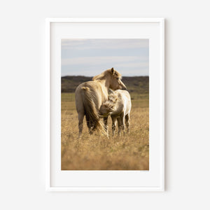 Icelandic pony mare nursing her foal in a quiet moment of care and connection.