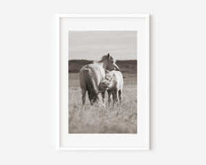 Icelandic pony mare nursing her foal in a quiet moment of care and connection.