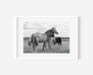 Two Icelandic ponies in a gentle side embrace, surrounded by their herd, symbolizing warmth and the feeling of home.