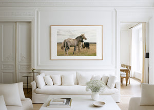 Two Icelandic ponies in a gentle side embrace, surrounded by their herd, symbolizing warmth and the feeling of home.