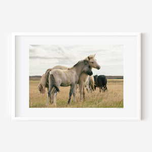 Two Icelandic ponies in a gentle side embrace, surrounded by their herd, symbolizing warmth and the feeling of home.