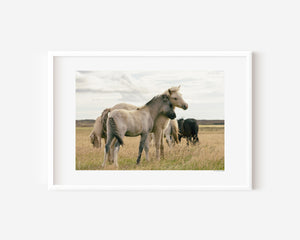 Two Icelandic ponies in a gentle side embrace, surrounded by their herd, symbolizing warmth and the feeling of home.