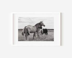 Two Icelandic ponies in a gentle side embrace, surrounded by their herd, symbolizing warmth and the feeling of home.
