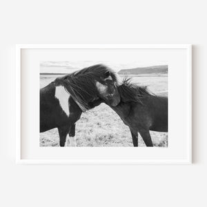 Two Icelandic ponies standing close together in the open landscape, their manes touched by the wind, symbolizing trust, connection, and gentle bond.