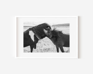Two Icelandic ponies standing close together in the open landscape, their manes touched by the wind, symbolizing trust, connection, and gentle bond.