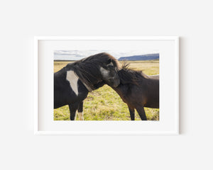 Two Icelandic ponies standing close together in the open landscape, their manes touched by the wind, symbolizing trust, connection, and gentle bond.