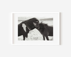 Two Icelandic ponies standing close together in the open landscape, their manes touched by the wind, symbolizing trust, connection, and gentle bond.