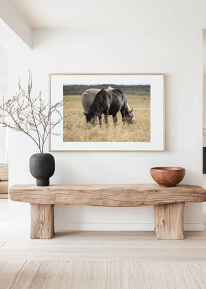 Black and white Icelandic ponies standing together in the open landscape, embodying yin and yang — a serene expression of balance, harmony, and unity.