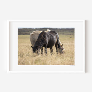 Black and white Icelandic ponies standing together in the open landscape, embodying yin and yang — a serene expression of balance, harmony, and unity.