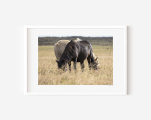 Black and white Icelandic ponies standing together in the open landscape, embodying yin and yang — a serene expression of balance, harmony, and unity.