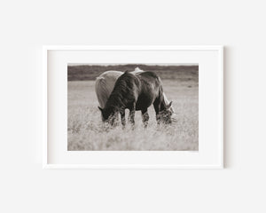 Black and white Icelandic ponies standing together in the open landscape, embodying yin and yang — a serene expression of balance, harmony, and unity.
