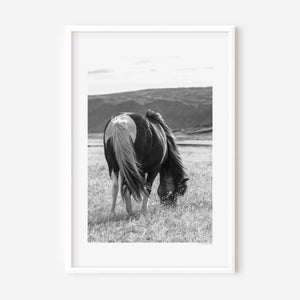 An Icelandic pony grazing beneath a gentle sky, its mane lifted softly by the wind — a serene image symbolizing calm, spirit, and quiet freedom.