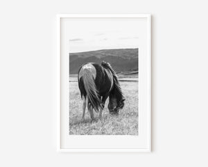 An Icelandic pony grazing beneath a gentle sky, its mane lifted softly by the wind — a serene image symbolizing calm, spirit, and quiet freedom.
