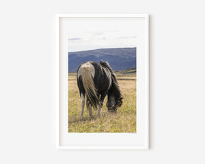 An Icelandic pony grazing beneath a gentle sky, its mane lifted softly by the wind — a serene image symbolizing calm, spirit, and quiet freedom.