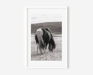 An Icelandic pony grazing beneath a gentle sky, its mane lifted softly by the wind — a serene image symbolizing calm, spirit, and quiet freedom.