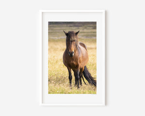 An Icelandic pony standing strong beneath the open sky, its mane stirred by the wind — a symbol of power, resilience, and the spirit of Thor’s Hammer.