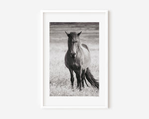 An Icelandic pony standing strong beneath the open sky, its mane stirred by the wind — a symbol of power, resilience, and the spirit of Thor’s Hammer.