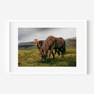 Three Icelandic ponies in moody high-contrast fine art photograph, ember-coated horse watching from the dark, Iceland.