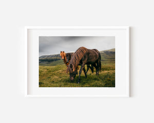 Three Icelandic ponies in moody high-contrast fine art photograph, ember-coated horse watching from the dark, Iceland.