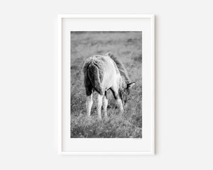 Fífill (Dandelion) fine art photograph of a fluffy Icelandic foal in golden light, capturing the softness and innocence of new life.
