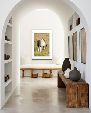 Fífill (Dandelion) fine art photograph of a fluffy Icelandic foal in golden light, capturing the softness and innocence of new life.