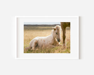 Sleeping Icelandic foal curled up in grass, captured in a quiet, dreamlike moment