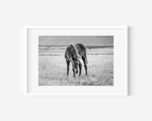 Fine art photograph of a black Icelandic foal standing in twilight grass, titled Nótt (Night).