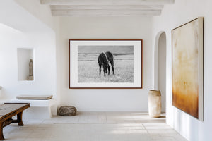 Fine art photograph of a black Icelandic foal standing in twilight grass, titled Nótt (Night).