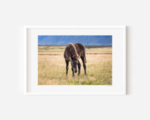 Fine art photograph of a black Icelandic foal standing in twilight grass, titled Nótt (Night).
