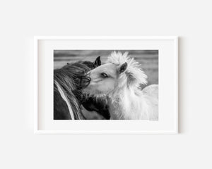 Black and white Icelandic ponies standing close together in the open landscape, their manes entwined in the wind, embodying balance and connection.