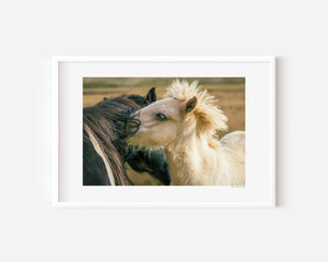 Black and white Icelandic ponies standing close together in the open landscape, their manes entwined in the wind, embodying balance and connection.