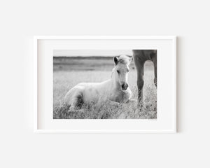 Icelandic foal resting quietly in grass, illuminated by soft, natural light