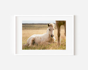 Icelandic foal resting quietly in grass, illuminated by soft, natural light