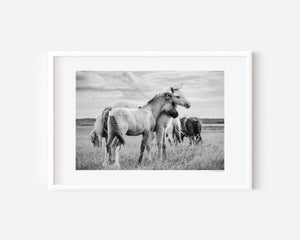 Two Icelandic ponies in a gentle side embrace, surrounded by their herd, symbolizing warmth and the feeling of home.