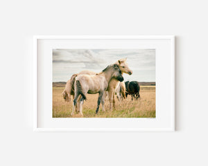 Two Icelandic ponies in a gentle side embrace, surrounded by their herd, symbolizing warmth and the feeling of home.