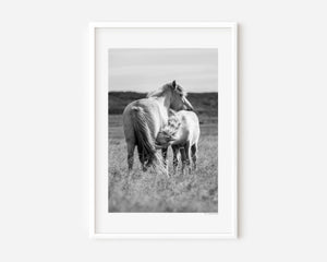 Icelandic pony mare nursing her foal in a quiet moment of care and connection.