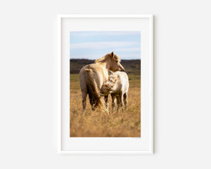 Icelandic pony mare nursing her foal in a quiet moment of care and connection.