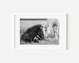 Icelandic pony foal leaning gently toward its mother, captured in a quiet moment of harmony and connection.