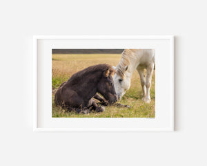 Icelandic pony foal leaning gently toward its mother, captured in a quiet moment of harmony and connection.