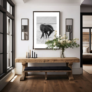 Black Icelandic pony in a gentle twisting pose, standing in grass, captured in soft natural light.