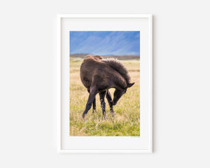 Black Icelandic pony in a gentle twisting pose, standing in grass, captured in soft natural light.