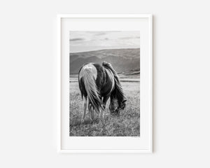 An Icelandic pony grazing beneath a gentle sky, its mane lifted softly by the wind — a serene image symbolizing calm, spirit, and quiet freedom.