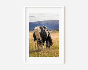 An Icelandic pony grazing beneath a gentle sky, its mane lifted softly by the wind — a serene image symbolizing calm, spirit, and quiet freedom.