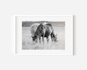 Black and white Icelandic ponies standing together in the open landscape, embodying yin and yang — a serene expression of balance, harmony, and unity.