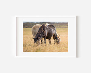 Black and white Icelandic ponies standing together in the open landscape, embodying yin and yang — a serene expression of balance, harmony, and unity.