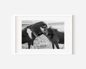 Two Icelandic ponies standing close together in the open landscape, their manes touched by the wind, symbolizing trust, connection, and gentle bond.