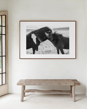 Two Icelandic ponies standing close together in the open landscape, their manes touched by the wind, symbolizing trust, connection, and gentle bond.