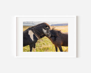 Two Icelandic ponies standing close together in the open landscape, their manes touched by the wind, symbolizing trust, connection, and gentle bond.